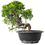 Juniperus chinensis Itoigawa, 23,5 cm, ± 15 Jahre alt