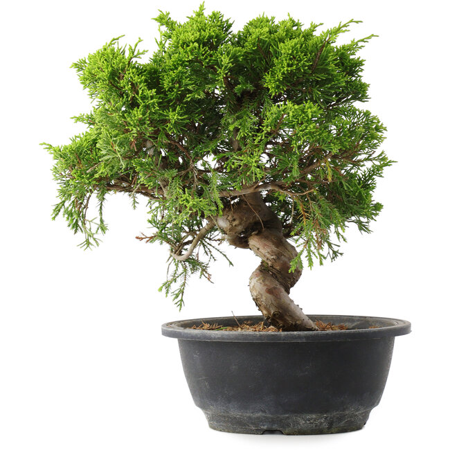 Juniperus chinensis Itoigawa, 25,5 cm, ± 15 Jahre alt