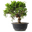 Juniperus chinensis Itoigawa, 25,5 cm, ± 15 years old