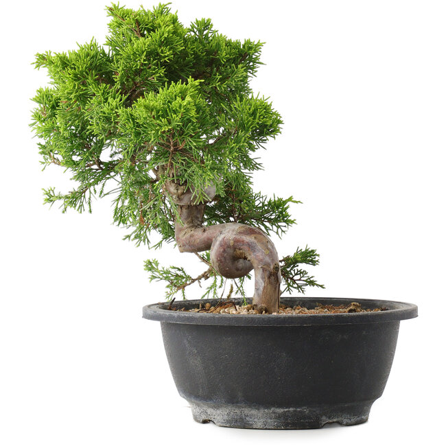 Juniperus chinensis Itoigawa, 23,5 cm, ± 15 años
