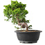 Juniperus chinensis Itoigawa, 23,5 cm, ± 15 anni