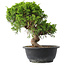 Juniperus chinensis Itoigawa, 25,5 cm, ± 15 Jahre alt