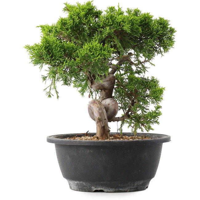 Juniperus chinensis Itoigawa, 23,5 cm, ± 15 jaar oud