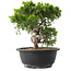 Juniperus chinensis Itoigawa, 23,5 cm, ± 15 years old