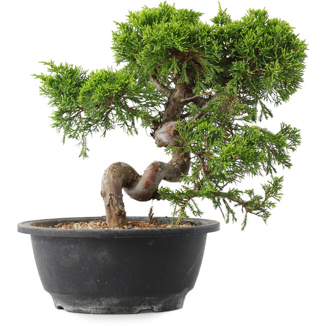 Juniperus chinensis Itoigawa, 23,5 cm, ± 15 ans