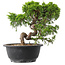 Juniperus chinensis Itoigawa, 23,5 cm, ± 15 years old