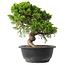 Juniperus chinensis Itoigawa, 25,5 cm, ± 15 years old