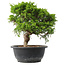 Juniperus chinensis Itoigawa, 25,5 cm, ± 15 years old