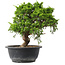 Juniperus chinensis Itoigawa, 25,5 cm, ± 15 years old