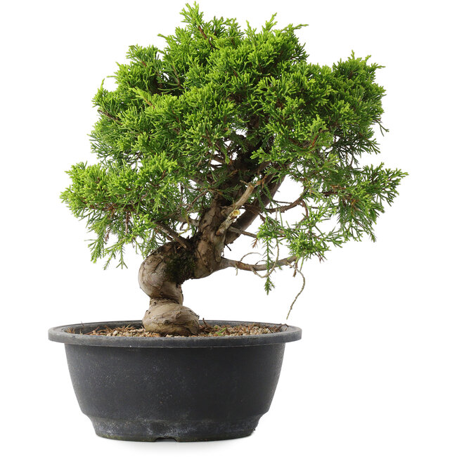 Juniperus chinensis Itoigawa, 25,5 cm, ± 15 years old