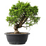 Juniperus chinensis Itoigawa, 25,5 cm, ± 15 jaar oud