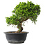 Juniperus chinensis Itoigawa, 25,5 cm, ± 15 years old