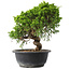 Juniperus chinensis Itoigawa, 25,5 cm, ± 15 years old