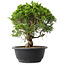 Juniperus chinensis Itoigawa, 25,5 cm, ± 15 jaar oud