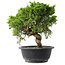 Juniperus chinensis Itoigawa, 25,5 cm, ± 15 jaar oud