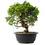 Juniperus chinensis Itoigawa, 25,5 cm, ± 15 jaar oud