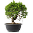 Juniperus chinensis Itoigawa, 25,5 cm, ± 15 jaar oud