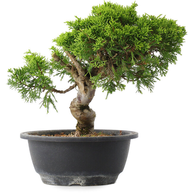 Juniperus chinensis Itoigawa, 23 cm, ± 15 jaar oud