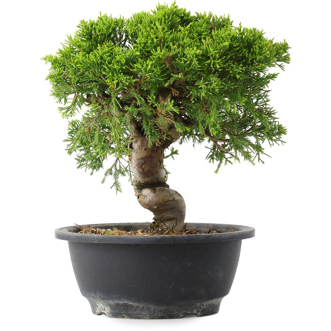 Juniperus chinensis Itoigawa, 23 cm, ± 15 Jahre alt