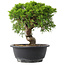 Juniperus chinensis Itoigawa, 23 cm, ± 15 years old