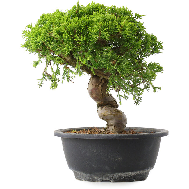 Juniperus chinensis Itoigawa, 23 cm, ± 15 anni