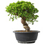 Juniperus chinensis Itoigawa, 23 cm, ± 15 Jahre alt