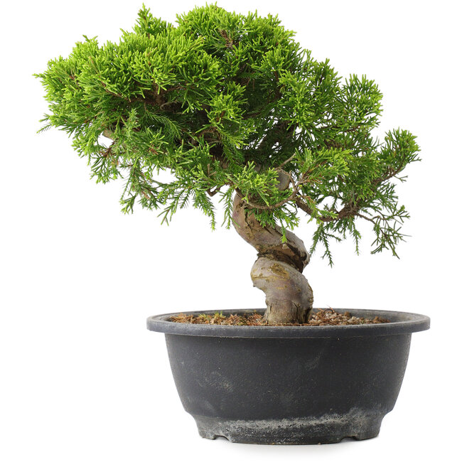 Juniperus chinensis Itoigawa, 23 cm, ± 15 ans