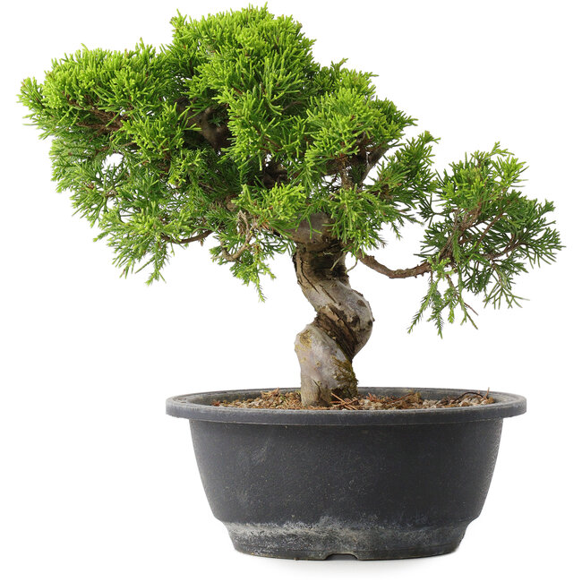 Juniperus chinensis Itoigawa, 23 cm, ± 15 years old