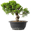 Juniperus chinensis Itoigawa, 23 cm, ± 15 jaar oud