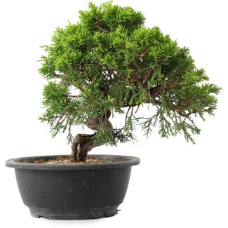 Juniperus chinensis Itoigawa, 24 cm, ± 15 years old