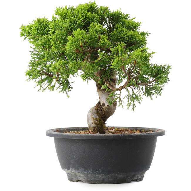 Juniperus chinensis Itoigawa, 23 cm, ± 15 jaar oud