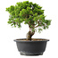 Juniperus chinensis Itoigawa, 23 cm, ± 15 Jahre alt