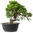 Juniperus chinensis Itoigawa, 24 cm, ± 15 Jahre alt