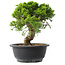 Juniperus chinensis Itoigawa, 23 cm, ± 15 Jahre alt