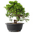 Juniperus chinensis Itoigawa, 24 cm, ± 15 jaar oud