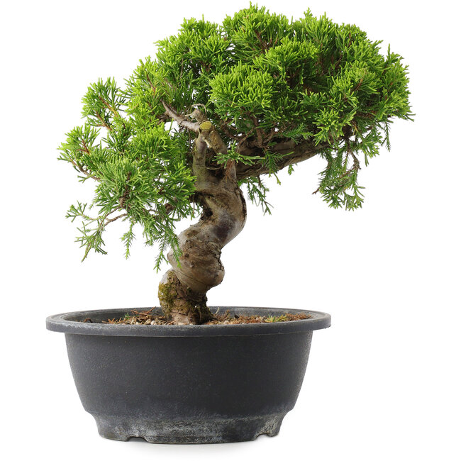 Juniperus chinensis Itoigawa, 23 cm, ± 15 ans