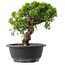 Juniperus chinensis Itoigawa, 23 cm, ± 15 years old