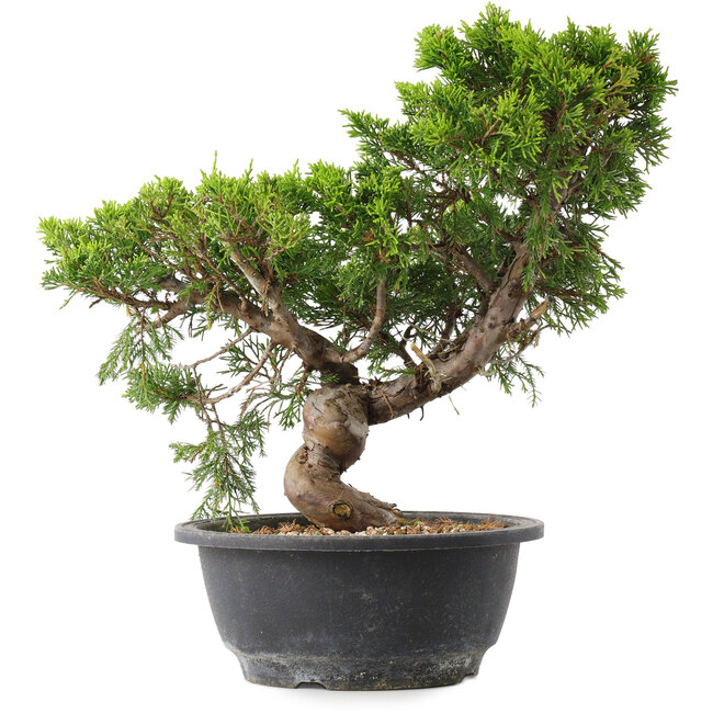 Juniperus chinensis Itoigawa, 29 cm, ± 15 anni