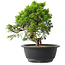 Juniperus chinensis Itoigawa, 24 cm, ± 15 Jahre alt