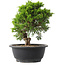 Juniperus chinensis Itoigawa, 24 cm, ± 15 anni