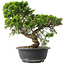 Juniperus chinensis Itoigawa, 29 cm, ± 15 jaar oud