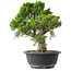 Juniperus chinensis Itoigawa, 29 cm, ± 15 anni