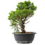 Juniperus chinensis Itoigawa, 29 cm, ± 15 jaar oud