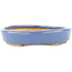 Oval blue bonsai pot by Hattori - 165 x 127 x 25 mm