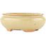 Ovaler cremefarbener Bonsai-Topf von Hattori - 116 x 101 x 47 mm