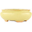Vaso bonsai ovale giallo di Hattori - 120 x 100 x 43 mm