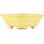 Pot à bonsaï carré jaune de Hattori - 104 x 103 x 40 mm