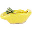 Vaso bonsai rotondo giallo di Masashi Furumoto - 117 x 100 x 45 mm