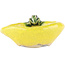 Vaso bonsai rotondo giallo di Masashi Furumoto - 117 x 100 x 45 mm
