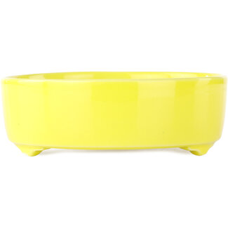 Seifu Pot à bonsaï rond jaune de 150 mm par Seifu, Japon